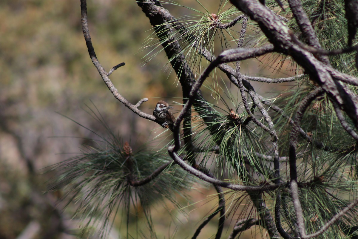 Arizona Woodpecker - ML569723801