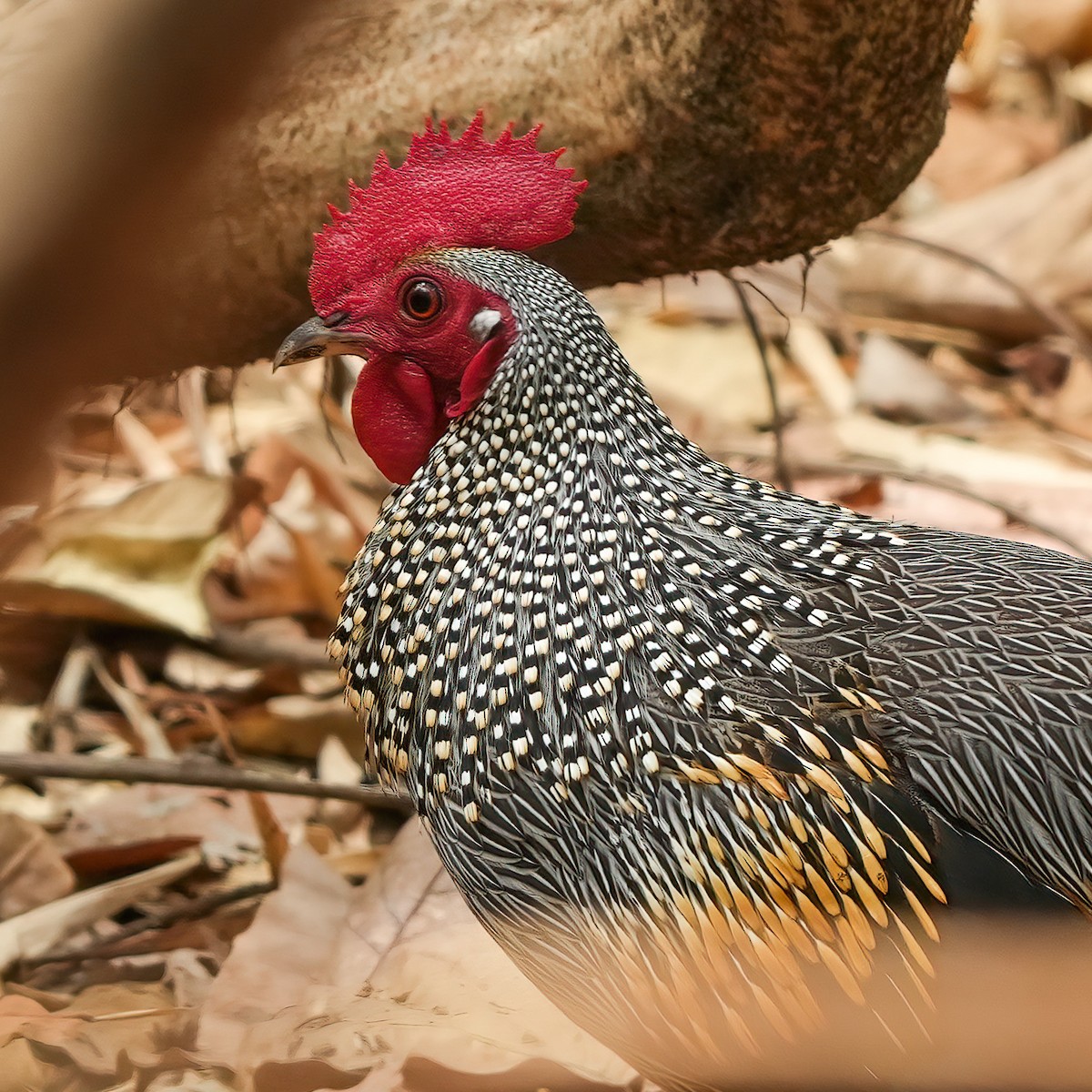 Gray Junglefowl - ML569724361