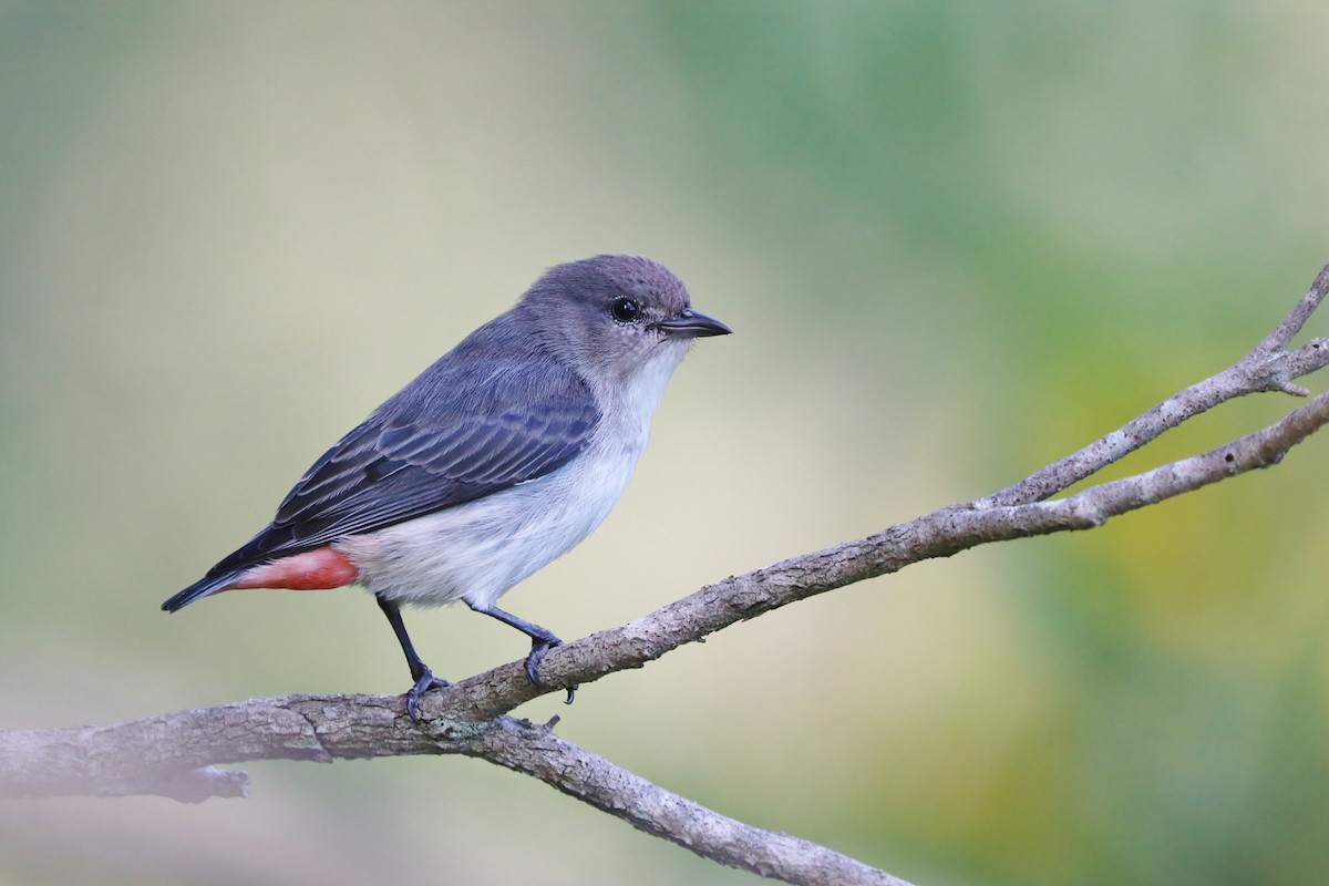 Mistletoebird - ML56972481