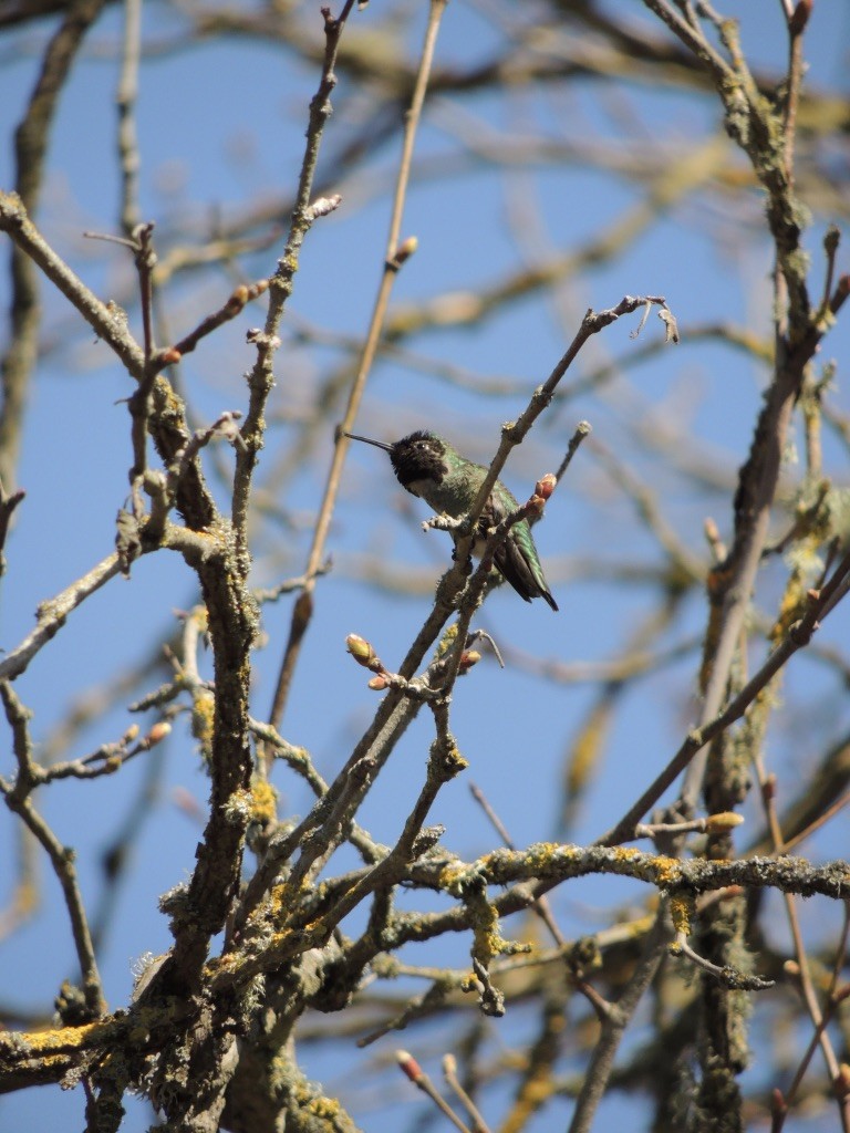 Anna's Hummingbird - Zev Doll-Schmitz