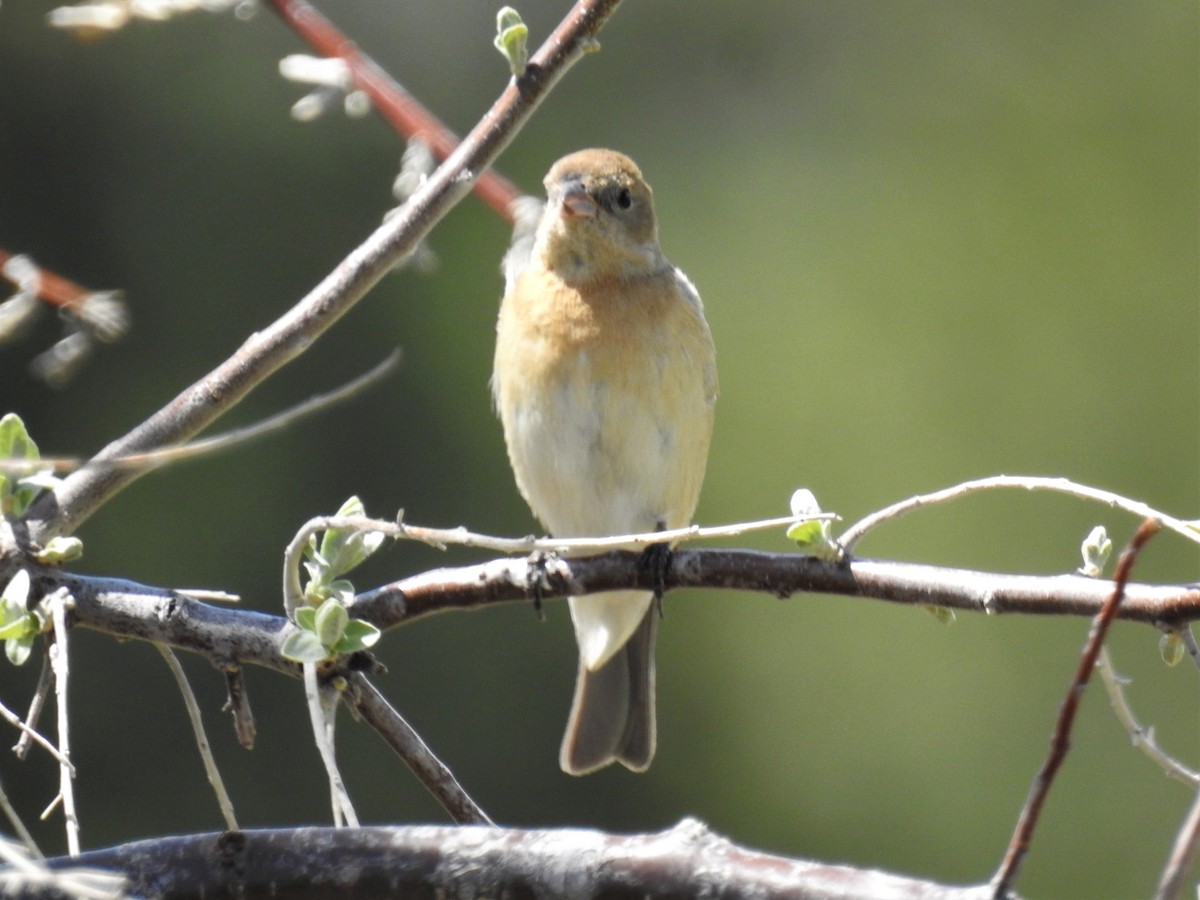 Lazuli Bunting - ML569725291