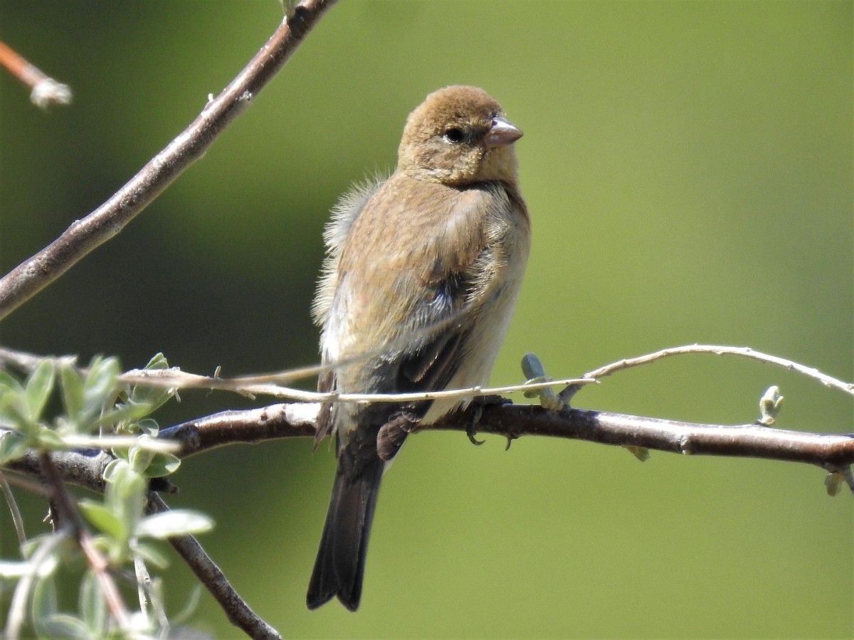 Lazuli Bunting - ML569725301