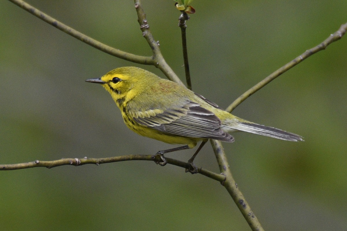 Prairie Warbler - ML569725461