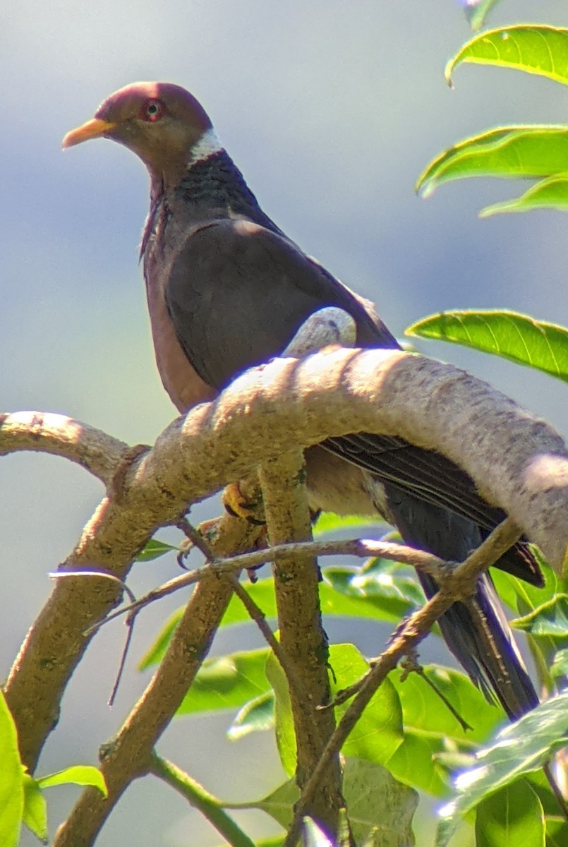 Band-tailed Pigeon - ML569725541