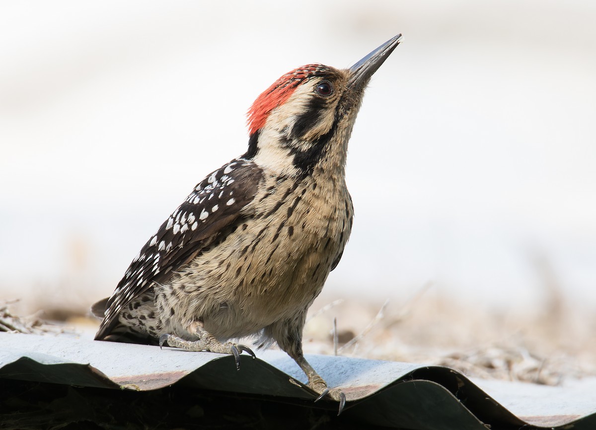 Ladder-backed Woodpecker - Chris Charlesworth