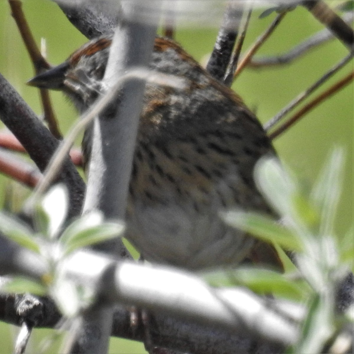 Lincoln's Sparrow - ML569726871