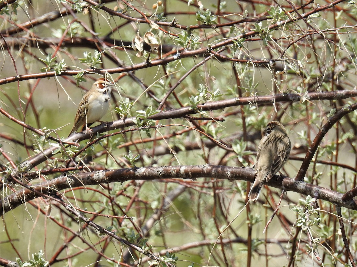 Lark Sparrow - Chipper Phillips