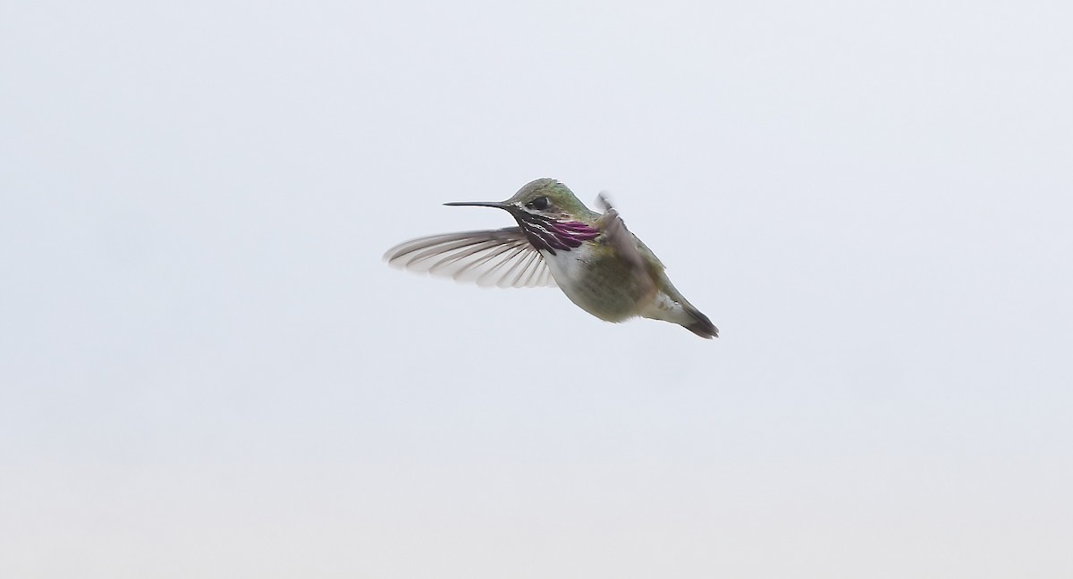 Calliope Hummingbird - ML569727131