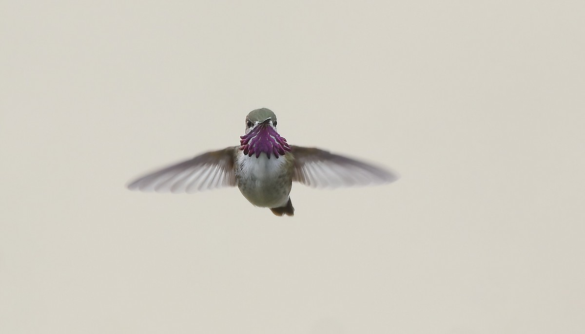 Calliope Hummingbird - ML569727151