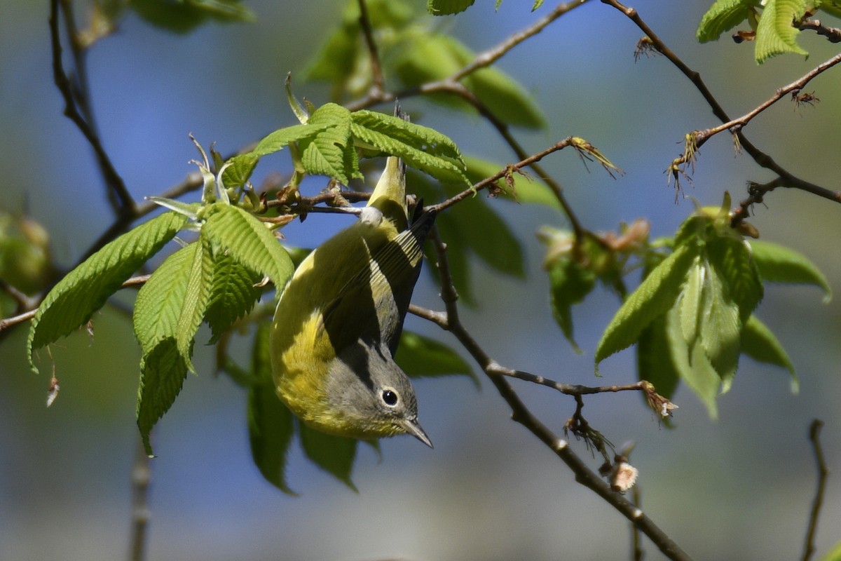 Nashville Warbler - ML569727781