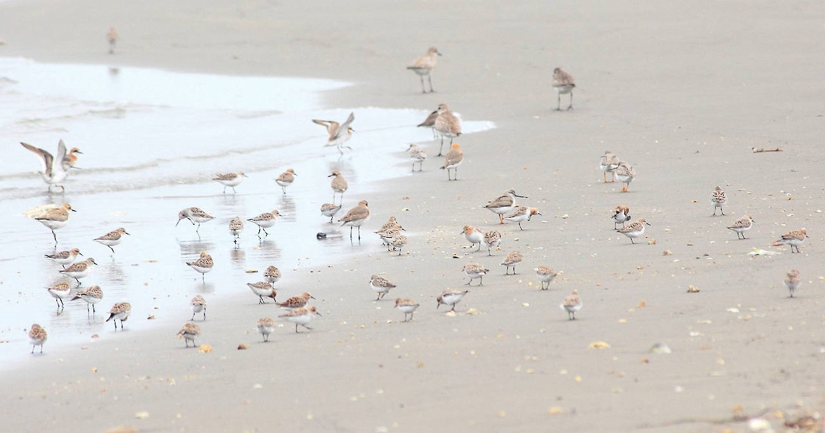 Siberian/Tibetan Sand-Plover - 葉 珈良