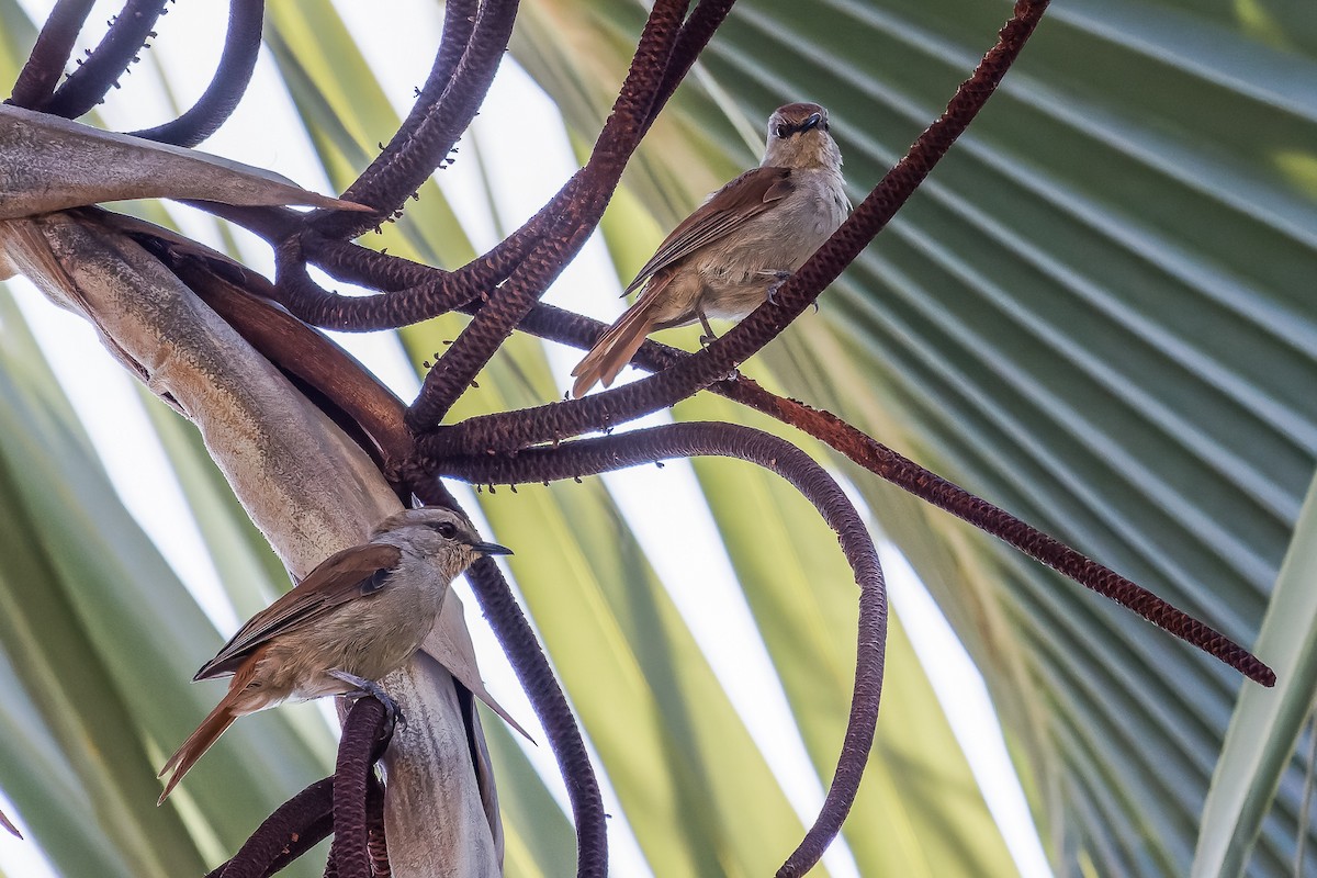 Rufous-tailed Palm-Thrush - ML569728771