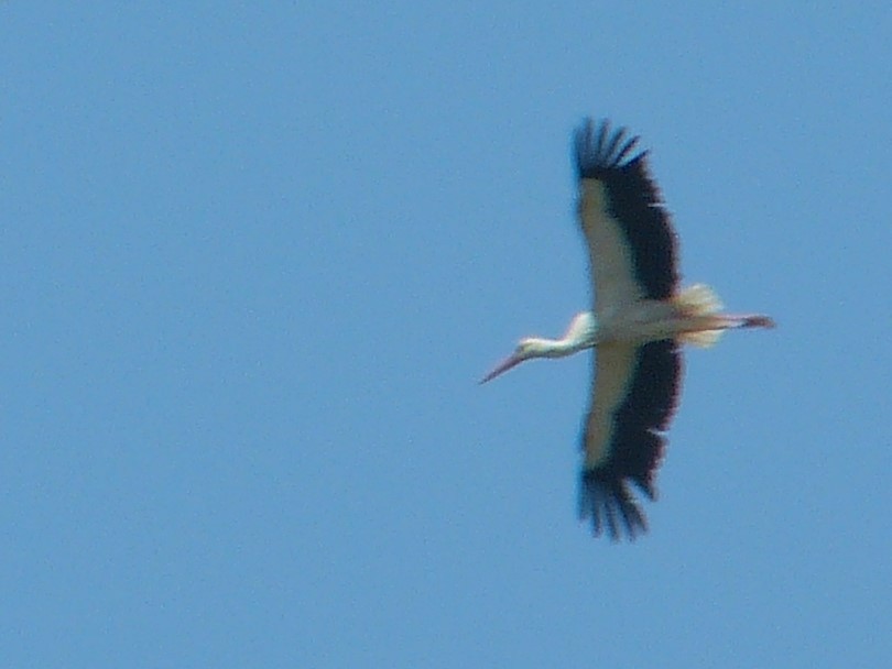 Cigogne blanche - ML569728851