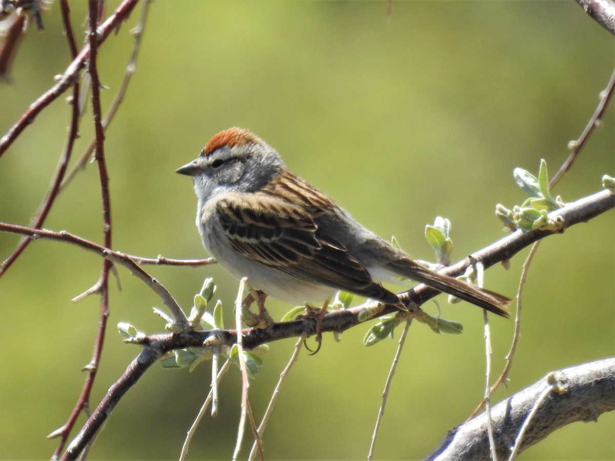 Chipping Sparrow - ML569728951