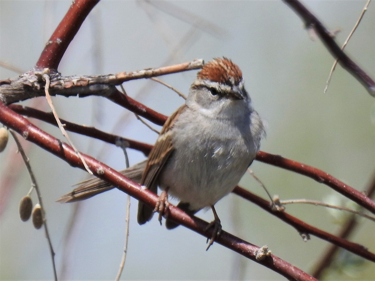 Chipping Sparrow - ML569728971