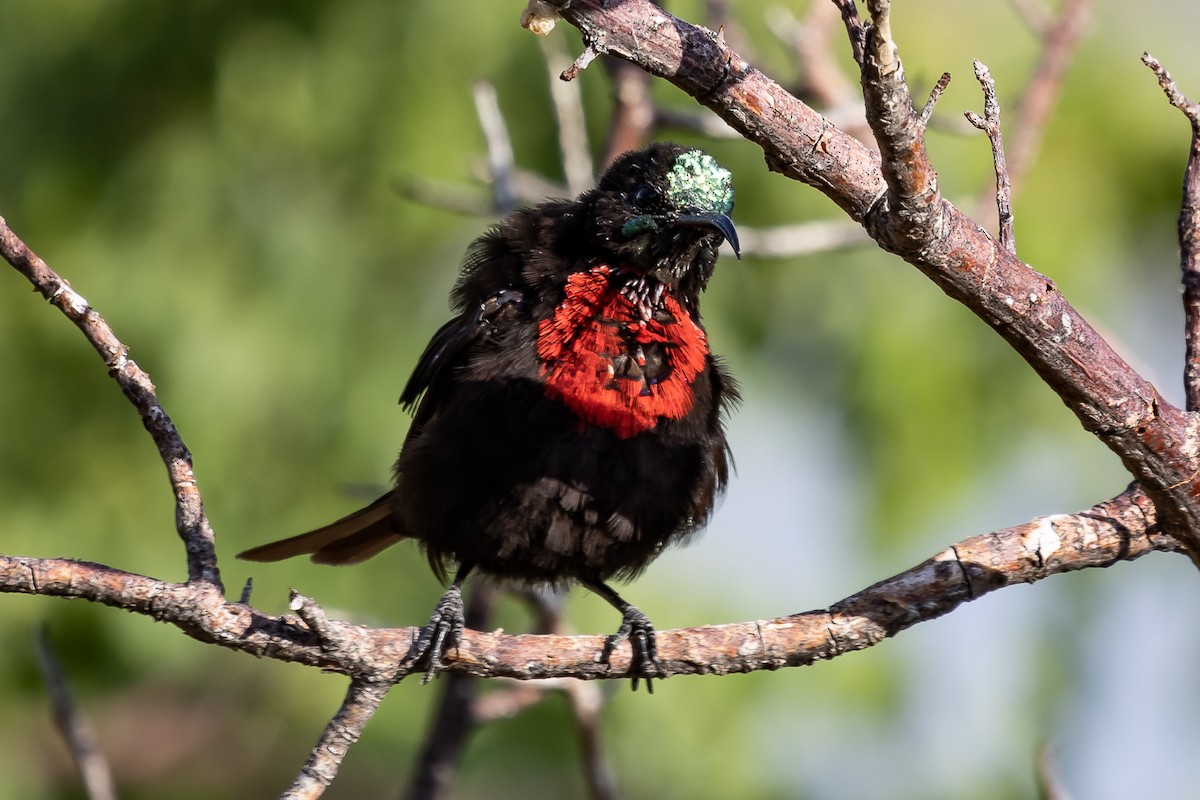 Scarlet-chested Sunbird - Albert Voigts von Schütz @ Leaflove Safari