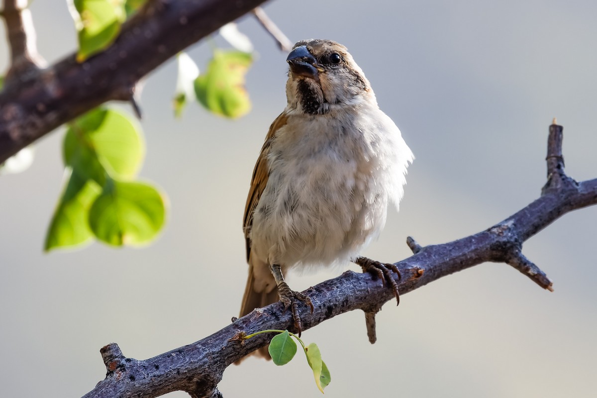 House Sparrow - Albert Voigts von Schütz @ Leaflove Safari