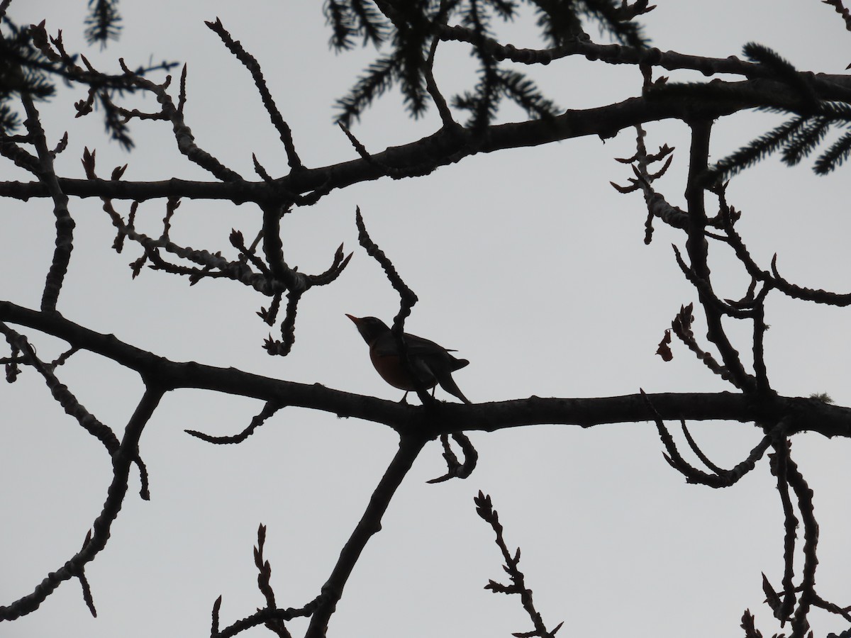 American Robin - ML569730761