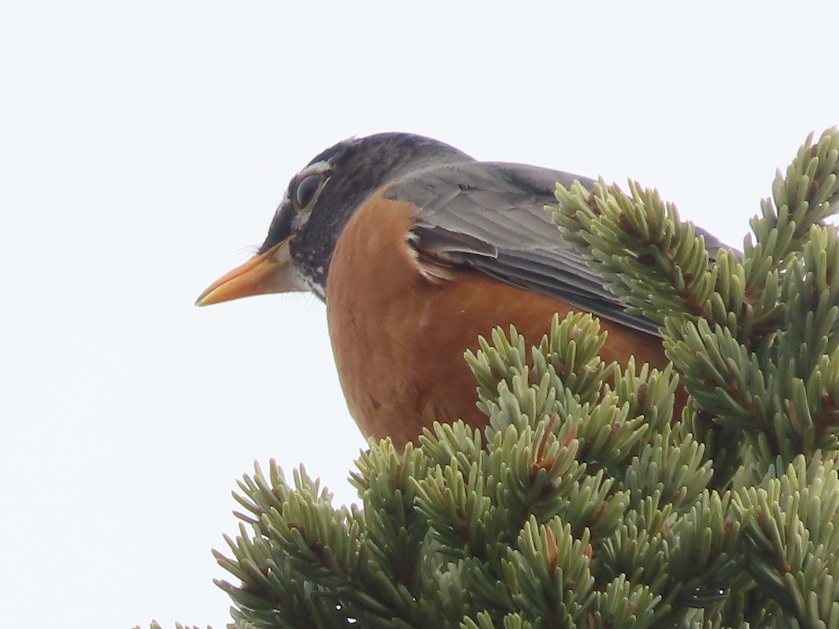 American Robin - ML569730811