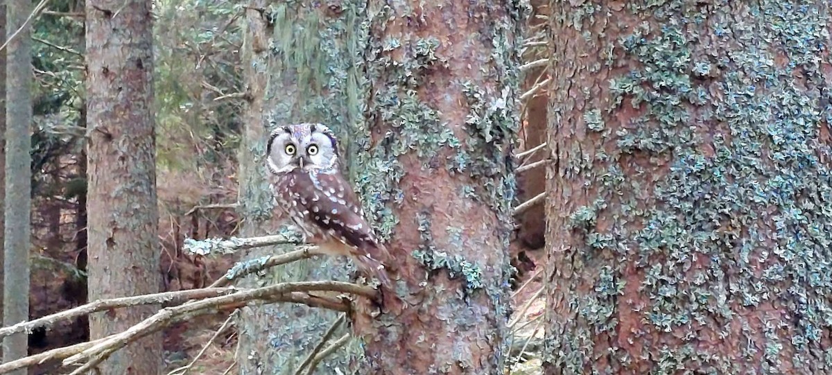 Boreal Owl (Tengmalm's) - Marko Ostojić