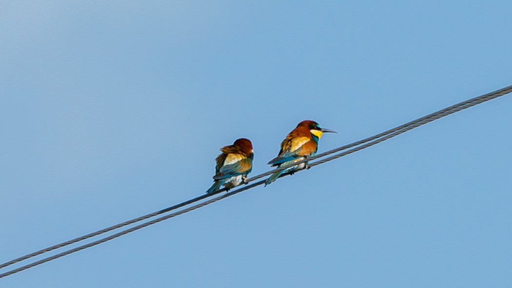 European Bee-eater - ML569731791