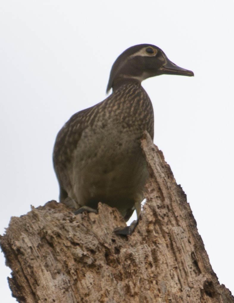 Wood Duck - ML569732211