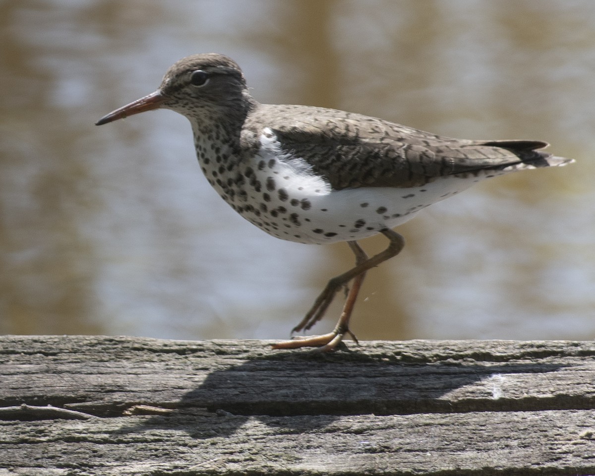 Spotted Sandpiper - ML569732601