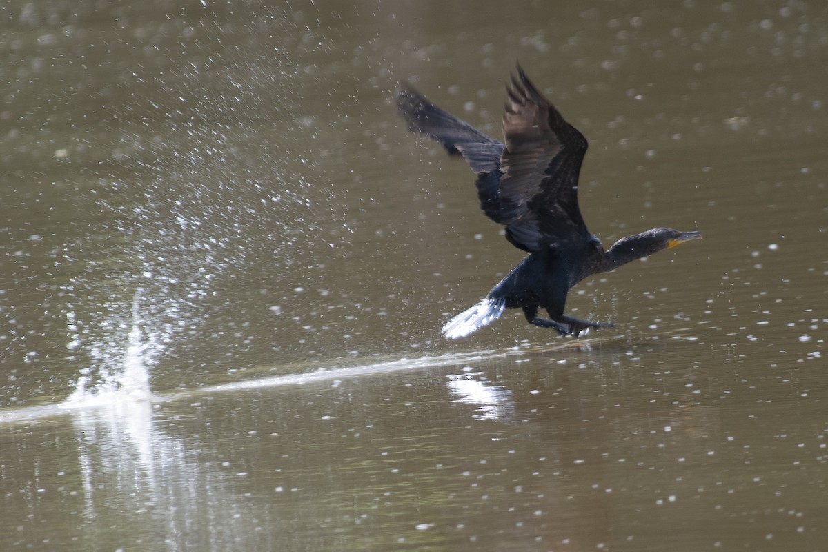 Cormoran à aigrettes - ML569732621