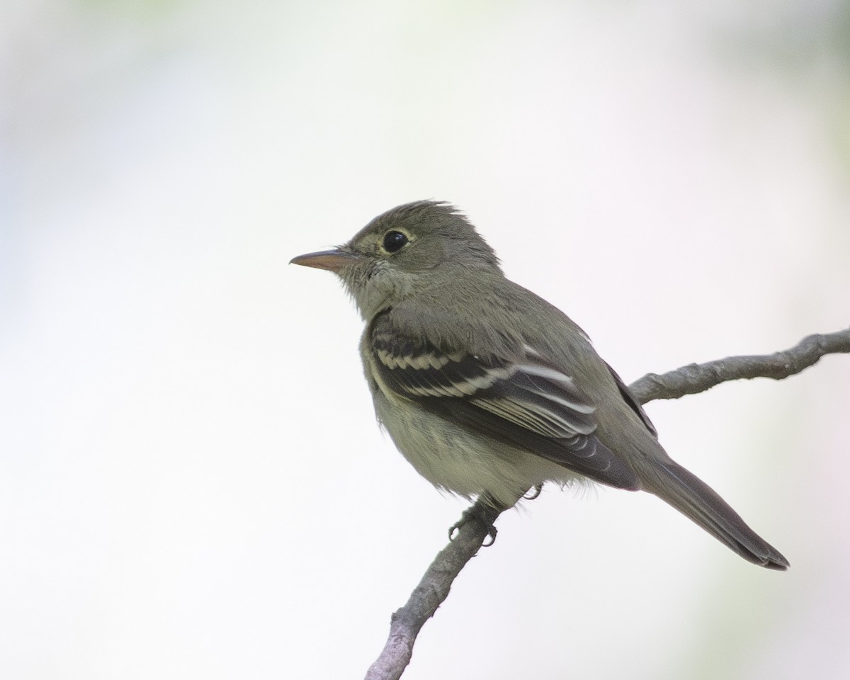 Acadian Flycatcher - ML569732701