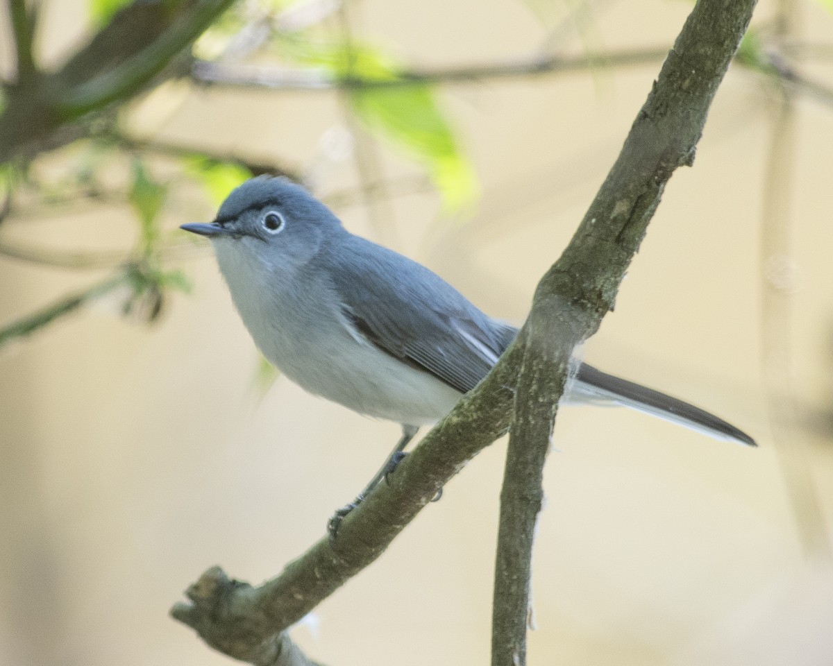 Blue-gray Gnatcatcher - ML569732731