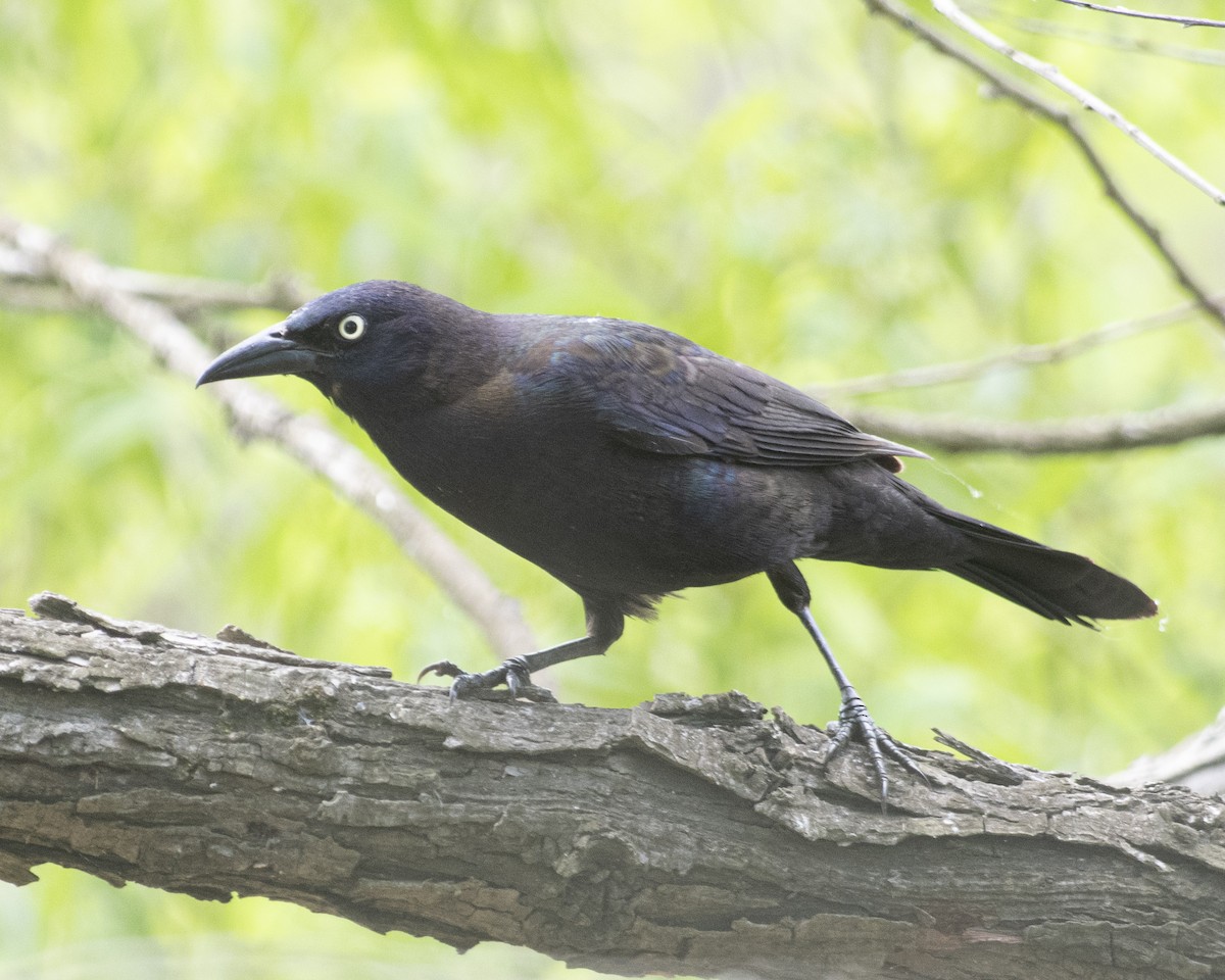 Common Grackle - ML569732751