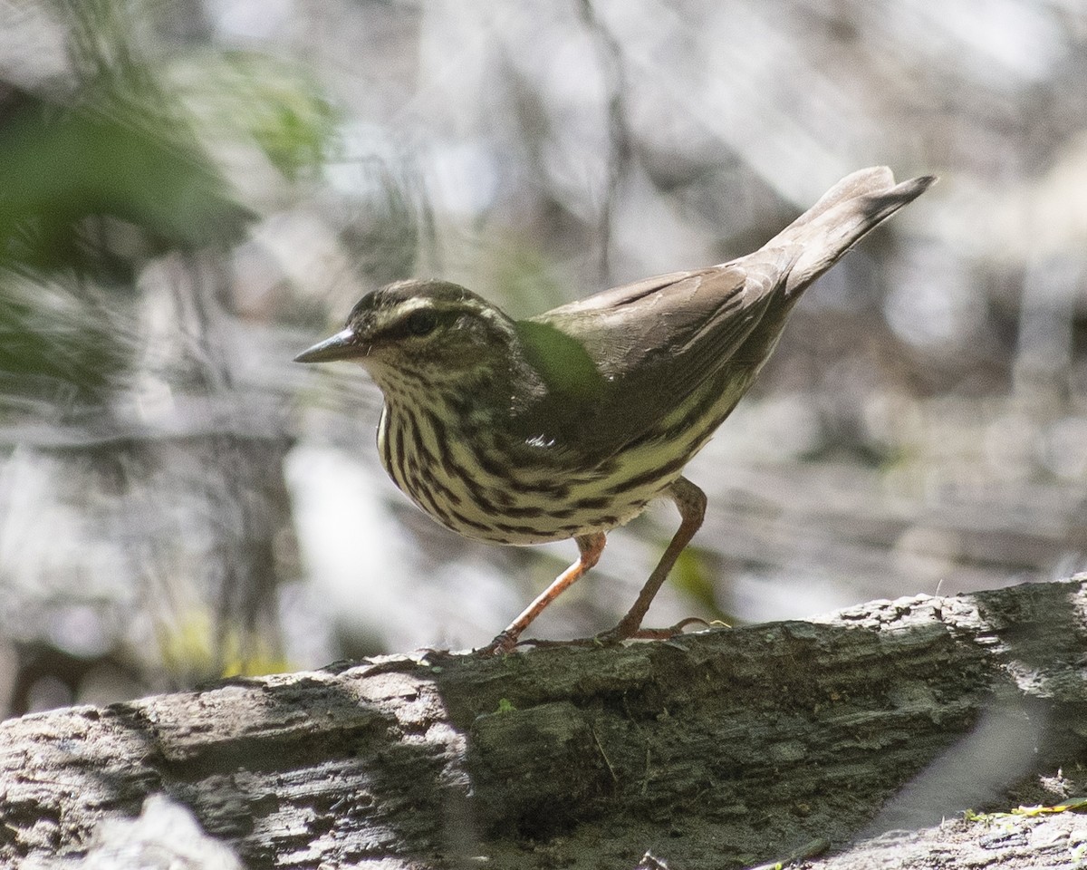 Northern Waterthrush - ML569732781