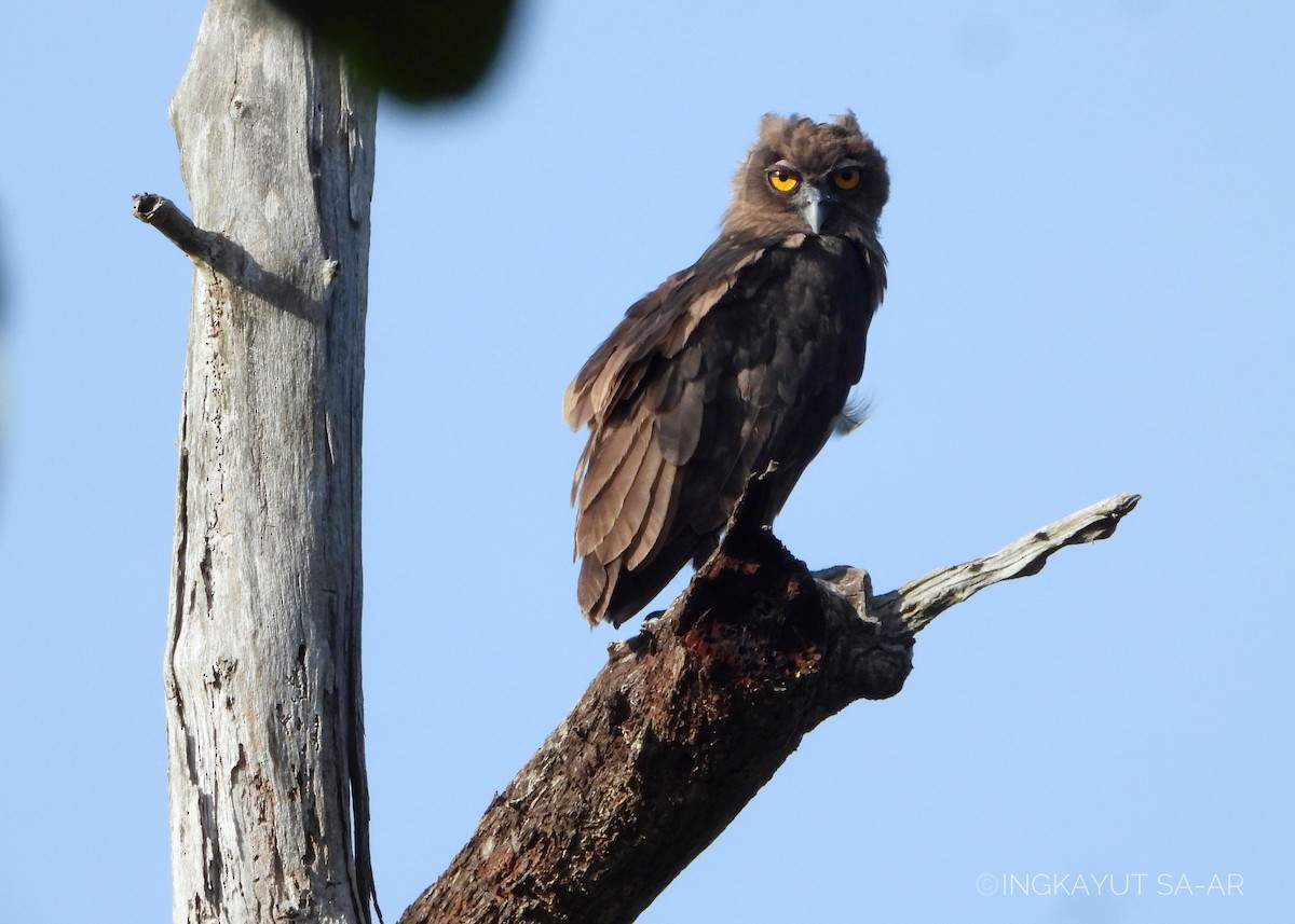 Dusky Eagle-Owl - ML569733011