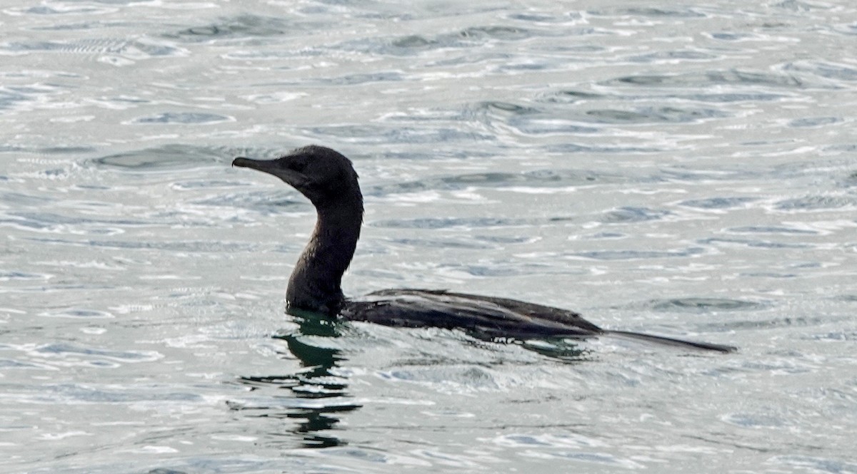 Little Black Cormorant - ML569733051