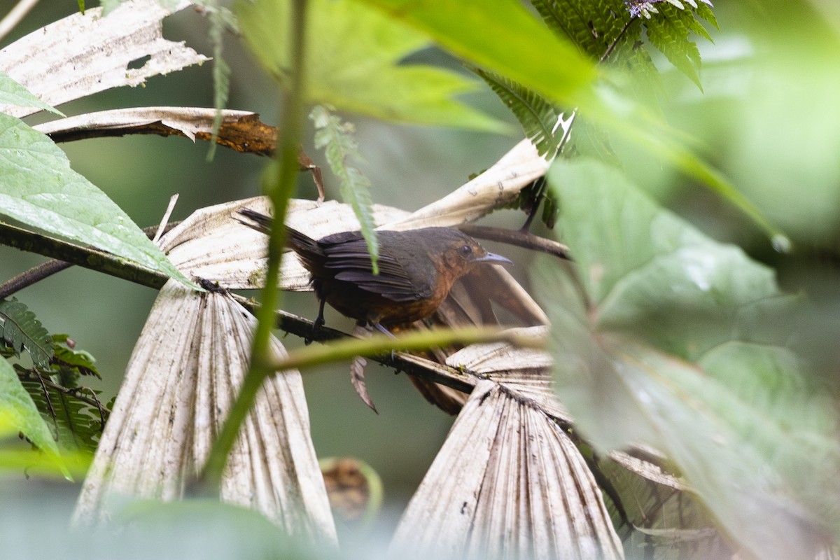 Ruddy Foliage-gleaner (Dusky) - ML569733271