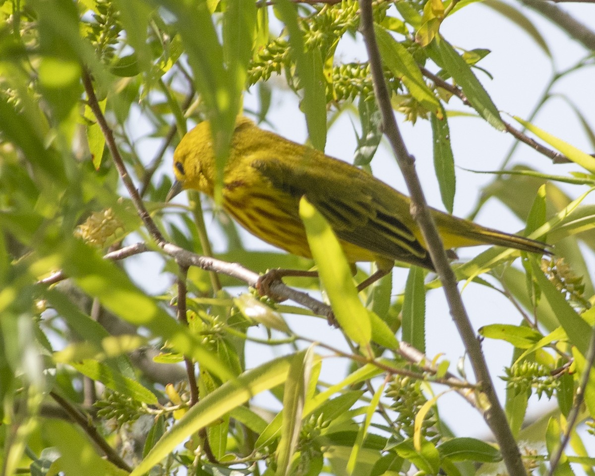 Yellow Warbler - ML569733371