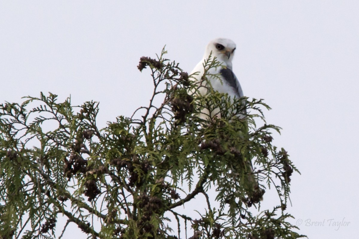 White-tailed Kite - ML569733511