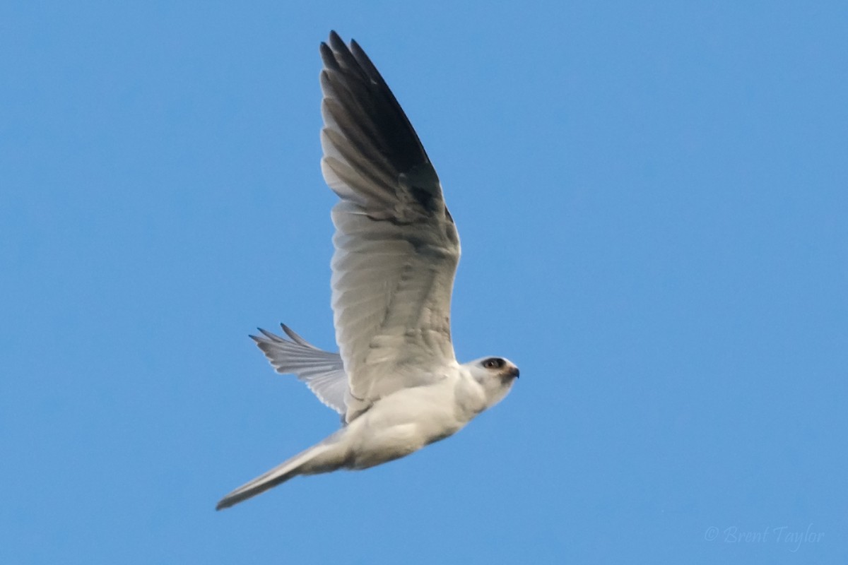 White-tailed Kite - ML569733521