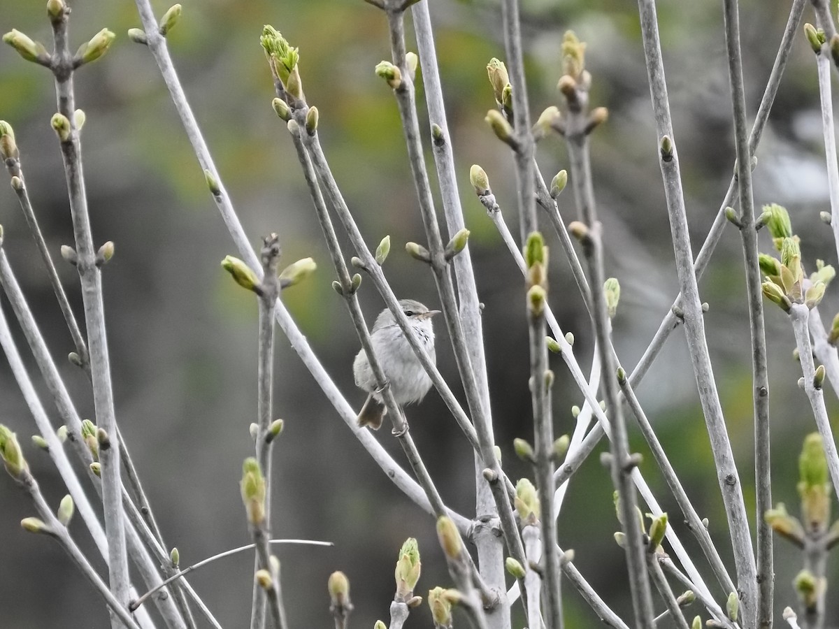 Japanese Bush Warbler - ML569734441