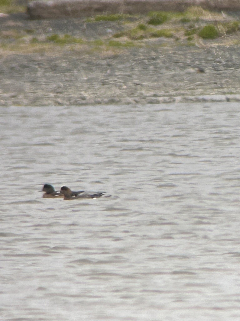 Eurasian x American Wigeon (hybrid) - Sam Darmstadt