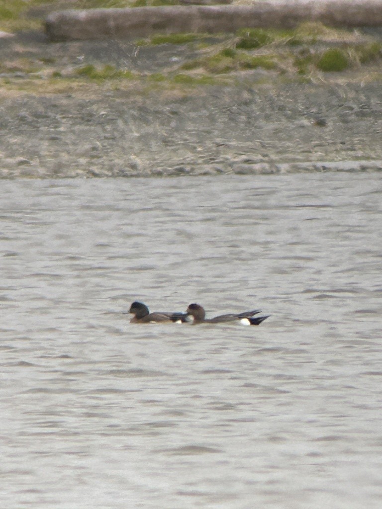 Eurasian x American Wigeon (hybrid) - Sam Darmstadt