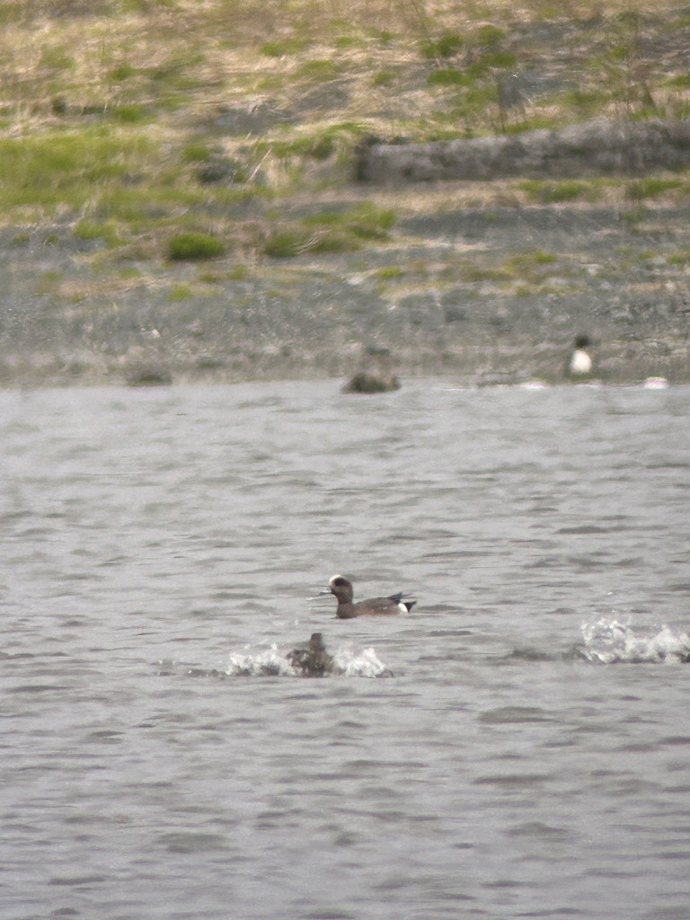 Eurasian x American Wigeon (hybrid) - Sam Darmstadt