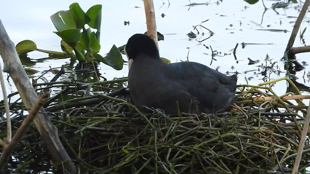 Eurasian Coot - ML569736441