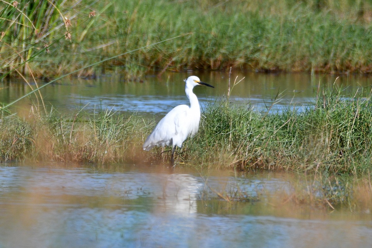 Little Egret - ML569736871