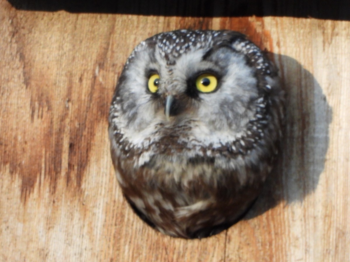 Boreal Owl - Roy Lambert