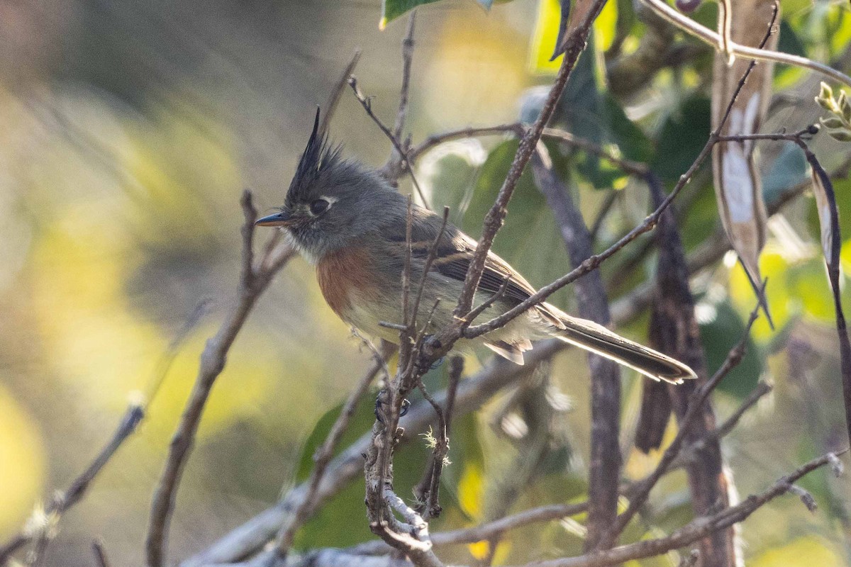 Belted Flycatcher - Eric VanderWerf