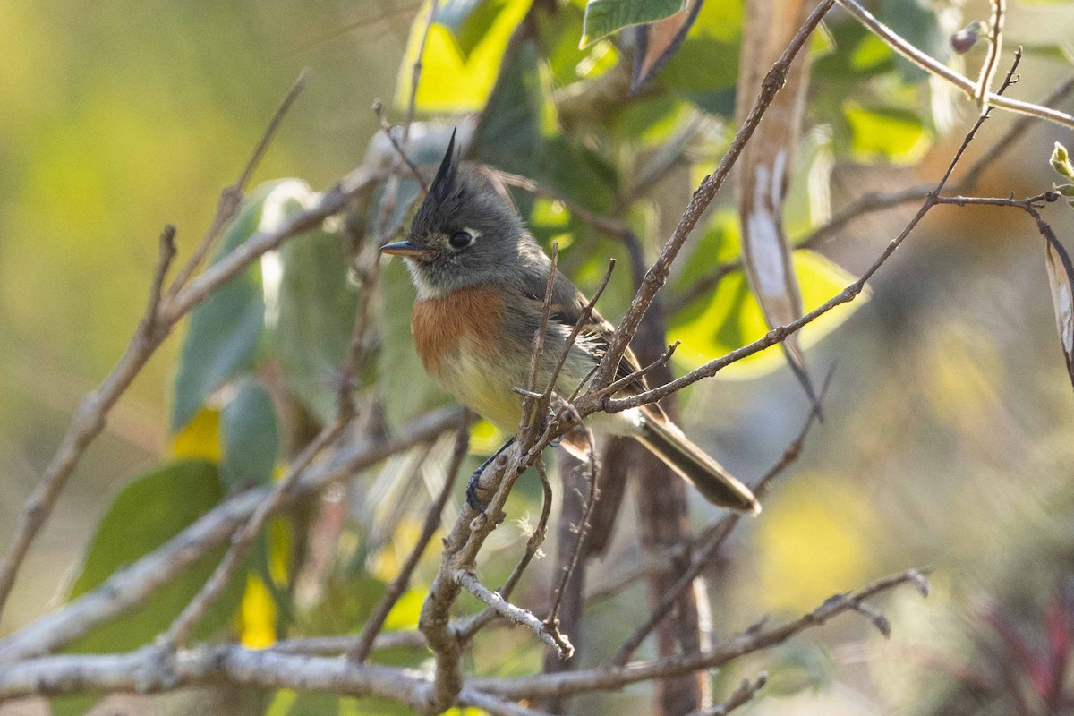 Belted Flycatcher - ML569738711