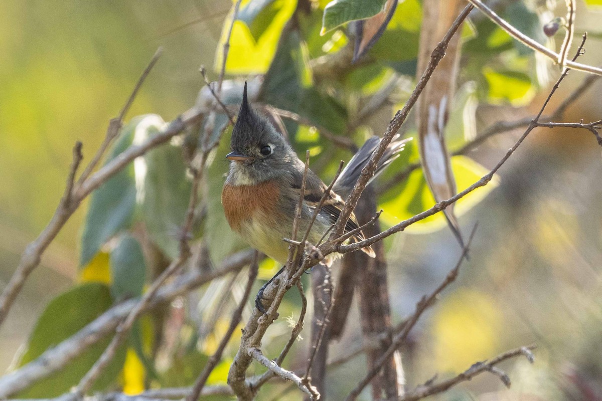 Belted Flycatcher - Eric VanderWerf