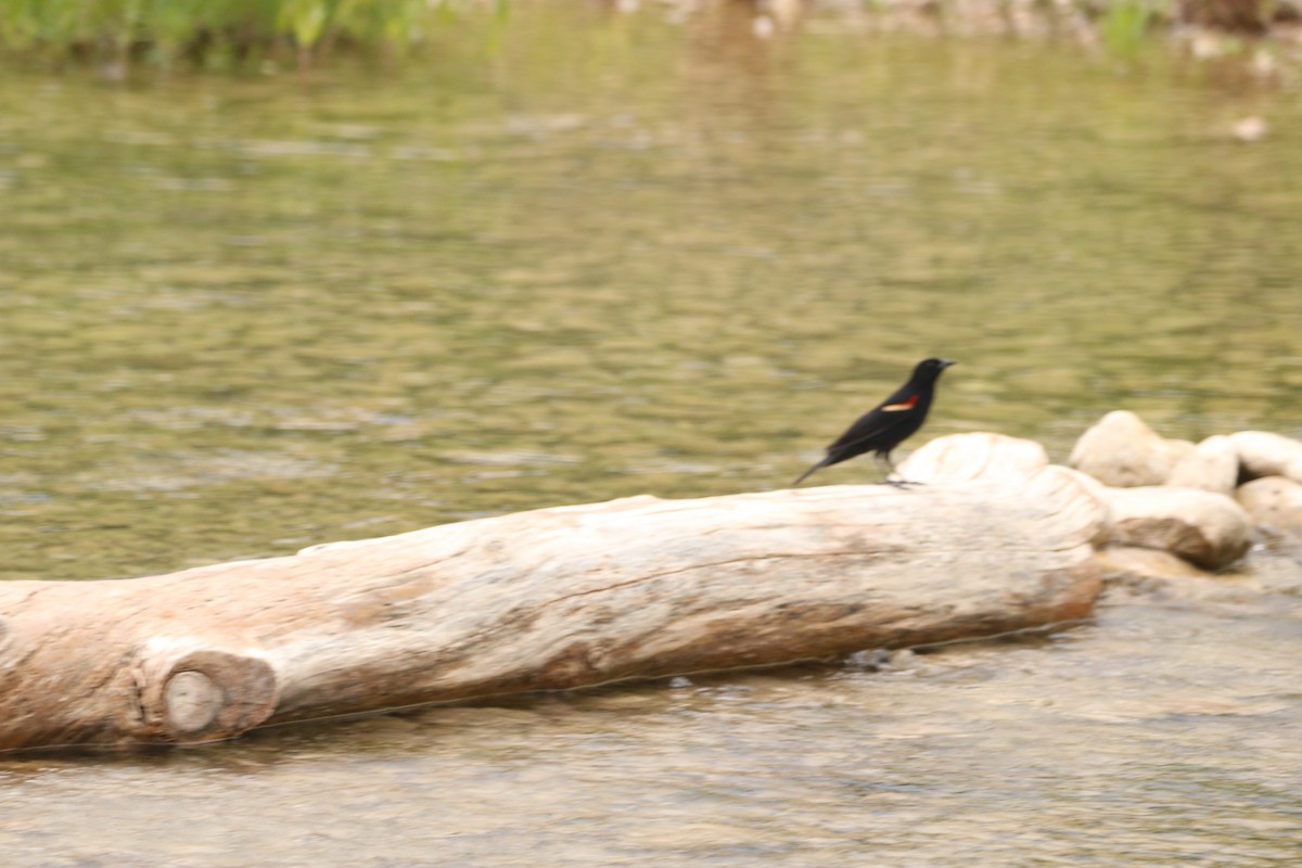 Red-winged Blackbird - ML569739531