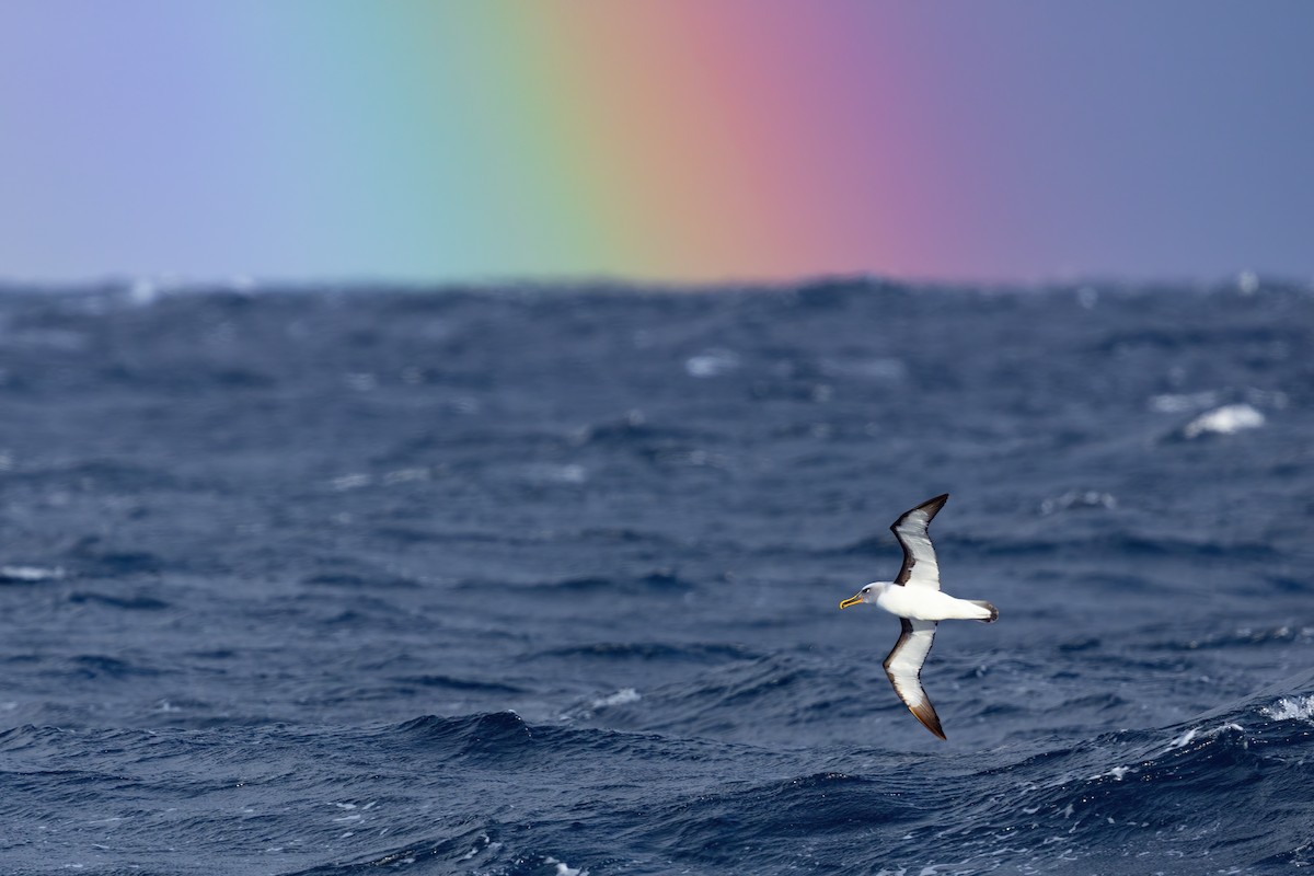 Buller's Albatross - ML569740231